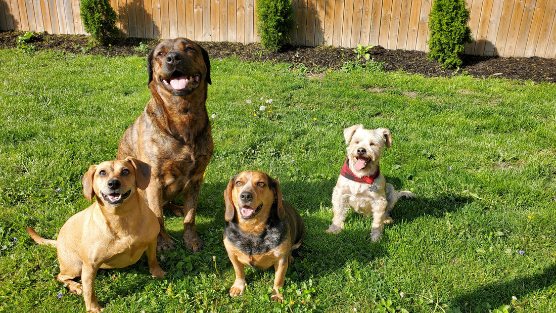 Adopt a Rescue or Buy a Puppy?? What Should I Do…….